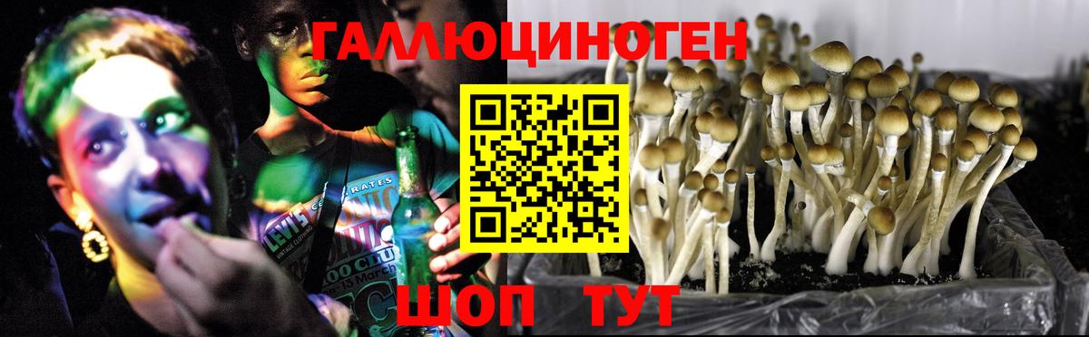 Псилоцибиновые грибы Psilocybine cubensis  Вход с VPN  Карталы 